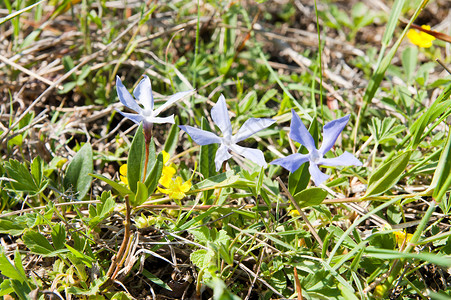 蓝花花风景阳光蔬菜花瓣植被生物学环境植物学植物群野花背景图片