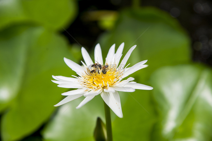 黄蜂在莲花上3号图片