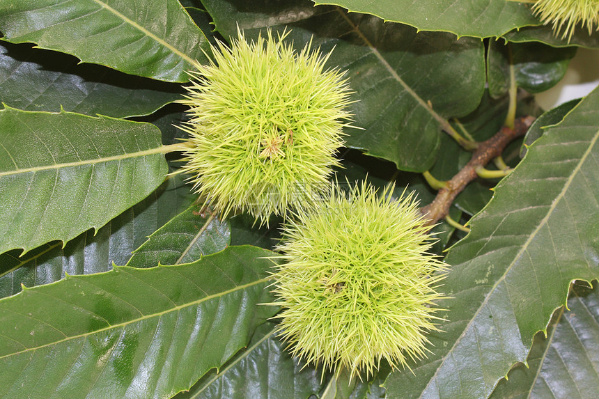 甜甜栗子植物坚果叶子树叶水果栗子植物群绿色植物学季节图片