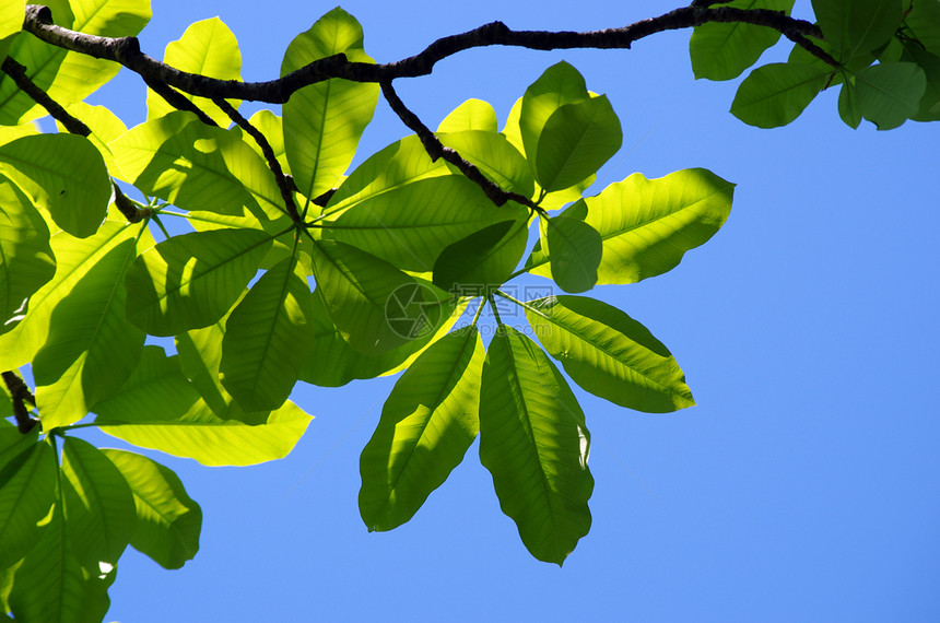 蓝色的天空中闪亮的木兰树叶阳光农业叶子森林生物生长植物绿色环境木头图片
