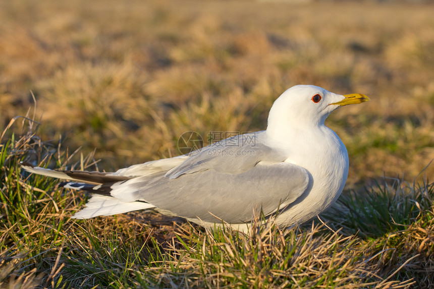 普通海鸥鸟荒野羽毛草地白色公园动物绿色野生动物图片