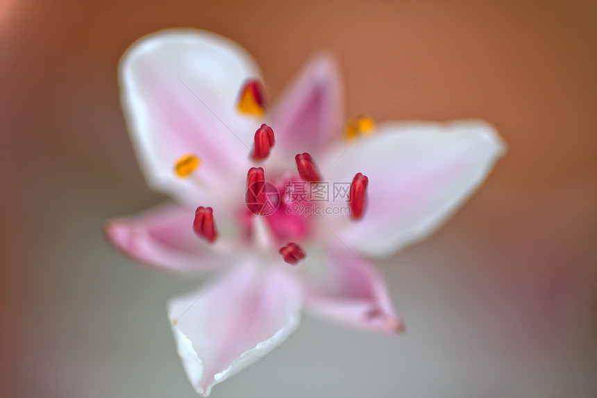 花朵潮流(布托穆斯)图片