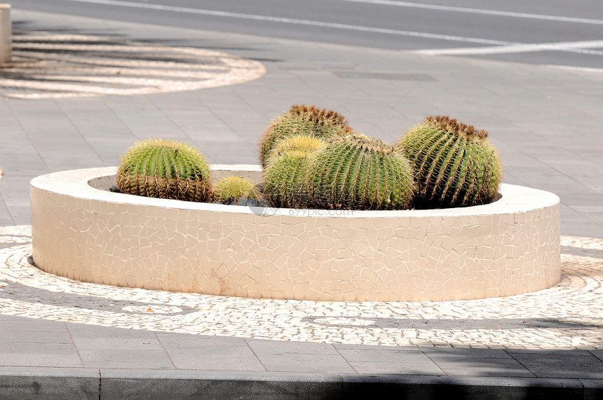 圆状悬浮植物图片