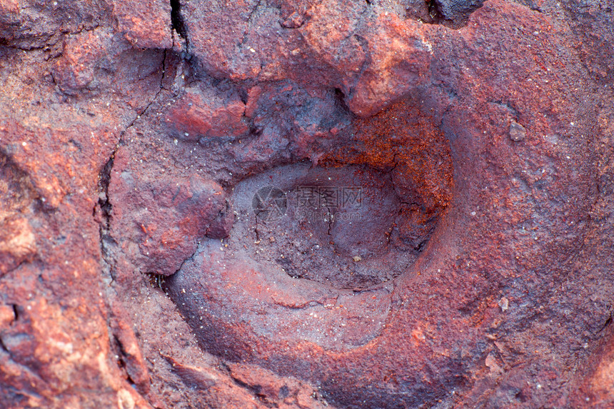 无脊椎化石科学岩石挖掘宏观铁矿灭绝石头考古新生代古生物学图片