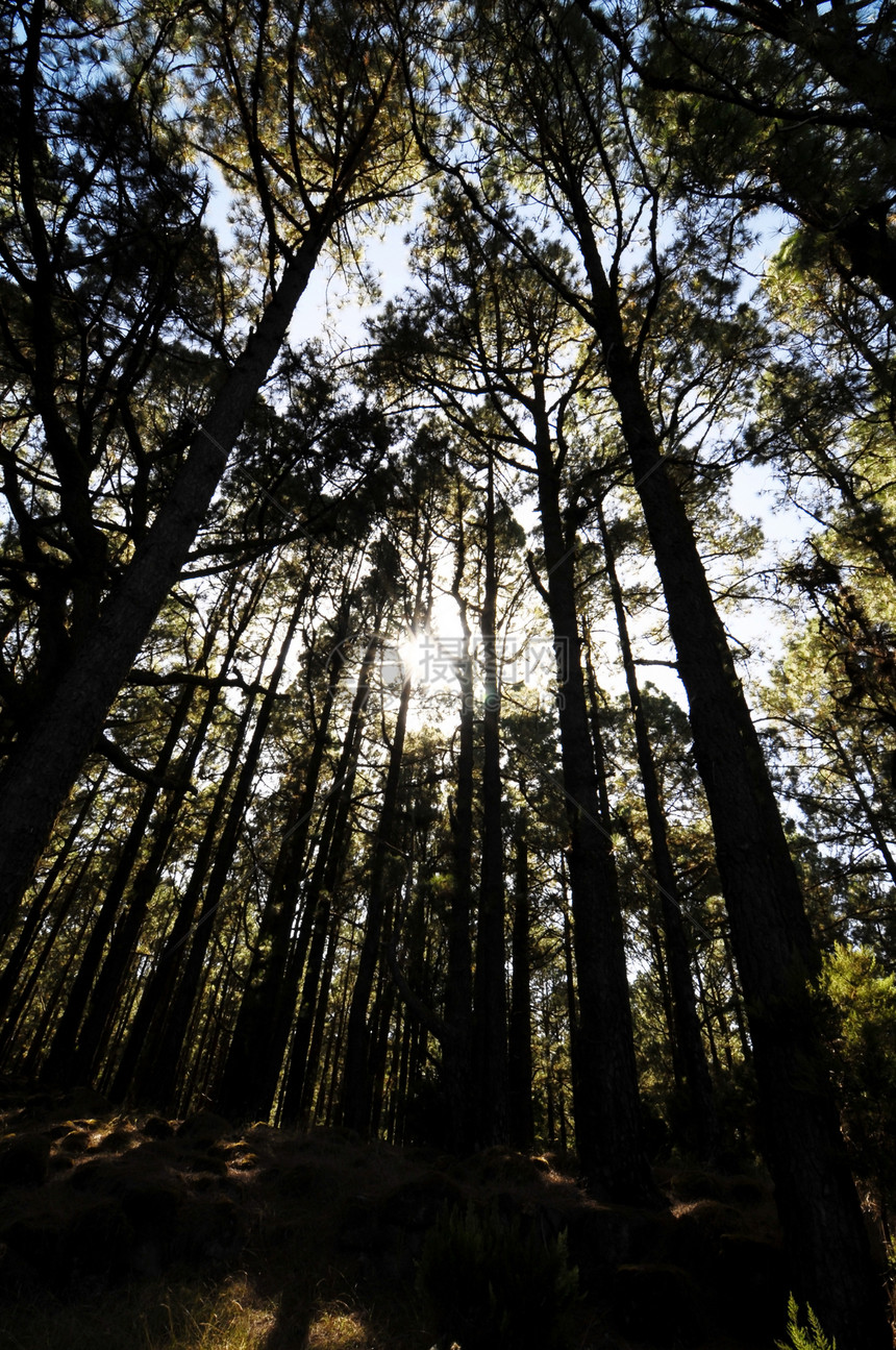 相当高的松木林蓝色木头阳光绿色树干生长树木场景植物季节图片