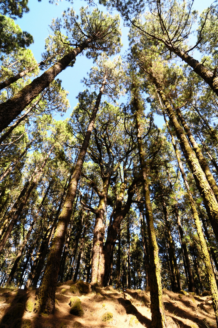 相当高的松木林树木树干晴天生态公园美丽季节叶子天空植被图片