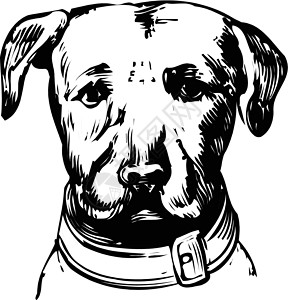 狗白白背景狗的矢量图像动物团体座位小狗网络宠物电脑收藏姿势标签设计图片