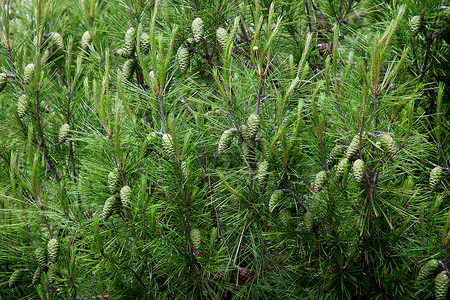 松锥和树枝环境季节绿色植物宏观叶子植物云杉生活森林植物群背景图片