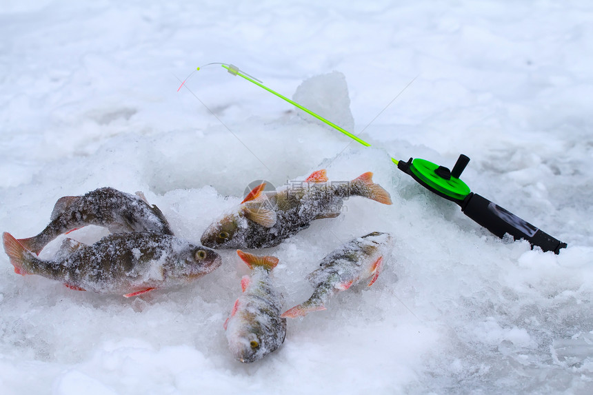 冬季游渔的休闲时间尾巴运动食物河岸捕食者淡水闲暇条纹栖息动物图片