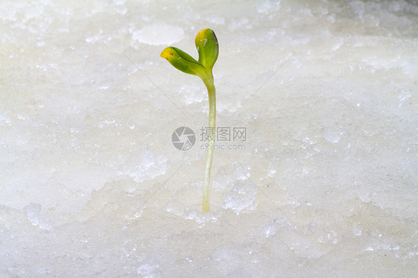 第一批植物静物生活白色绿色季节雪花冻结花坛叶子花园图片