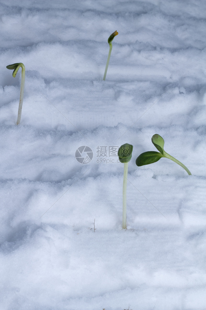 春季开始生活草地植物冻结叶子生长轴承季节宏观阳光图片