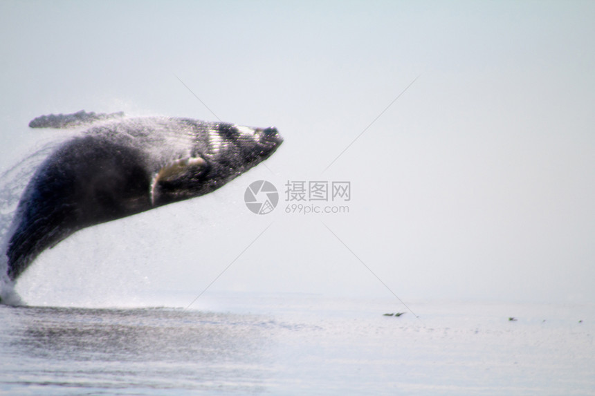 座头鲸荒野濒危生态海洋男性游泳野生动物尾部波浪动物图片