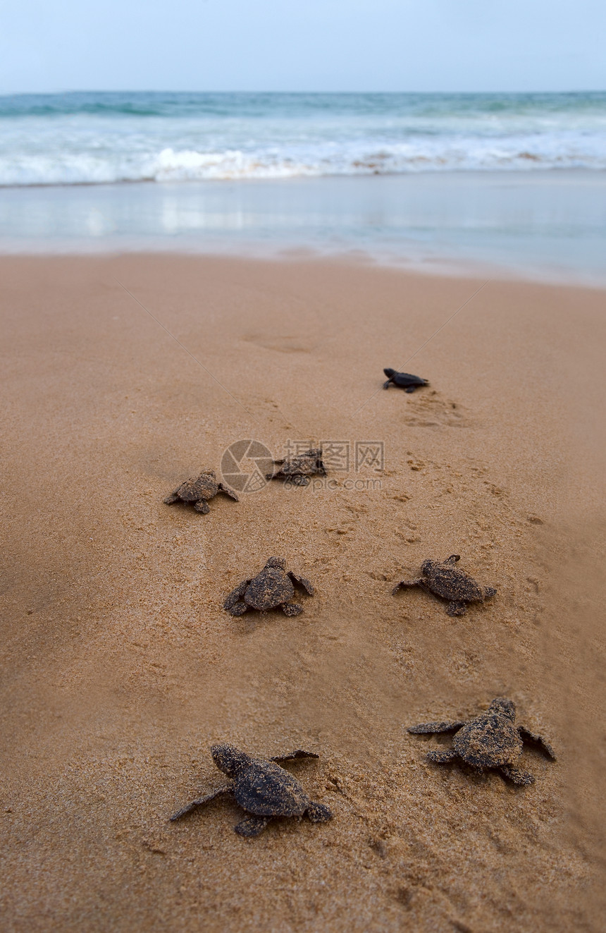 宝宝海龟让海向大海气候毅力新生海滩野生动物荒野动物濒危海洋热带图片