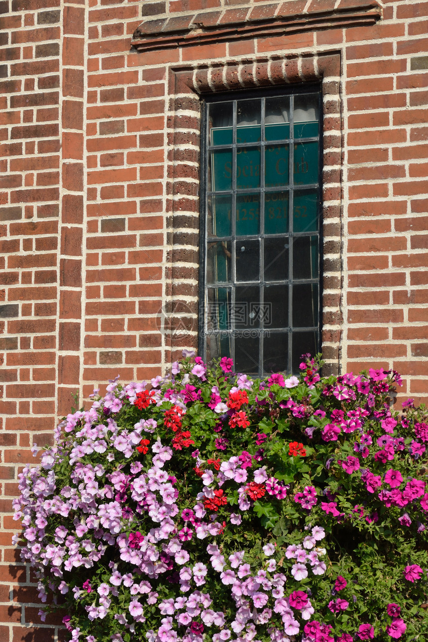 鲜花和窗口淡紫色红色粉色植物群房子植物花朵建筑学街道紫色图片