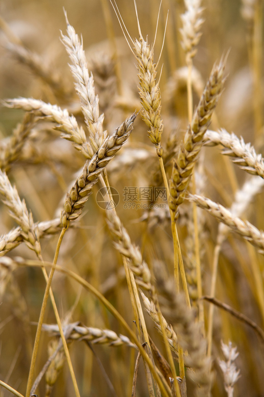 小麦谷类金子种子乡村生长农业植物粮食谷物黄色农场图片