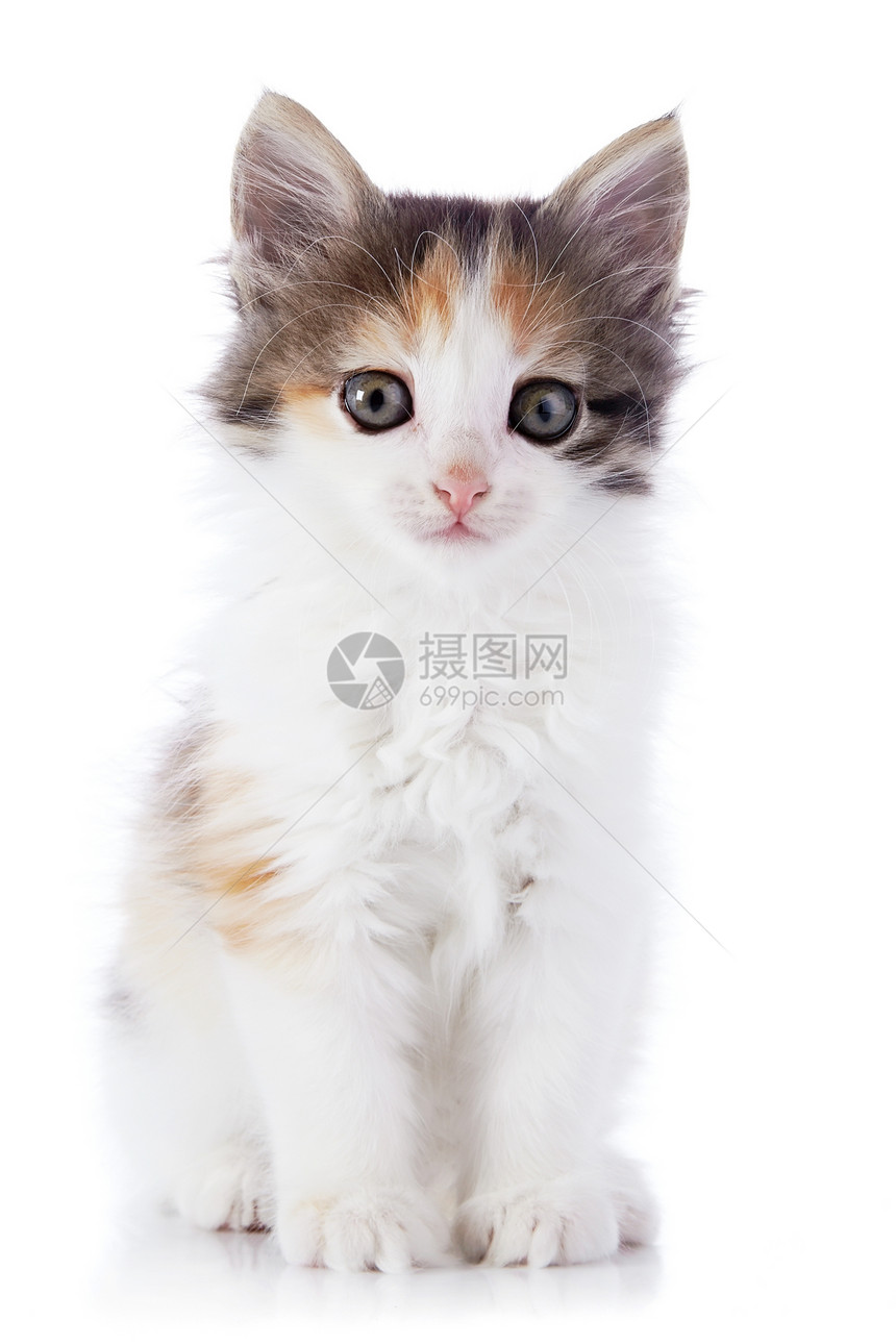 小小猫橙子宠物农场哺乳动物晶须毛皮猫科尾巴脊椎动物兽医图片