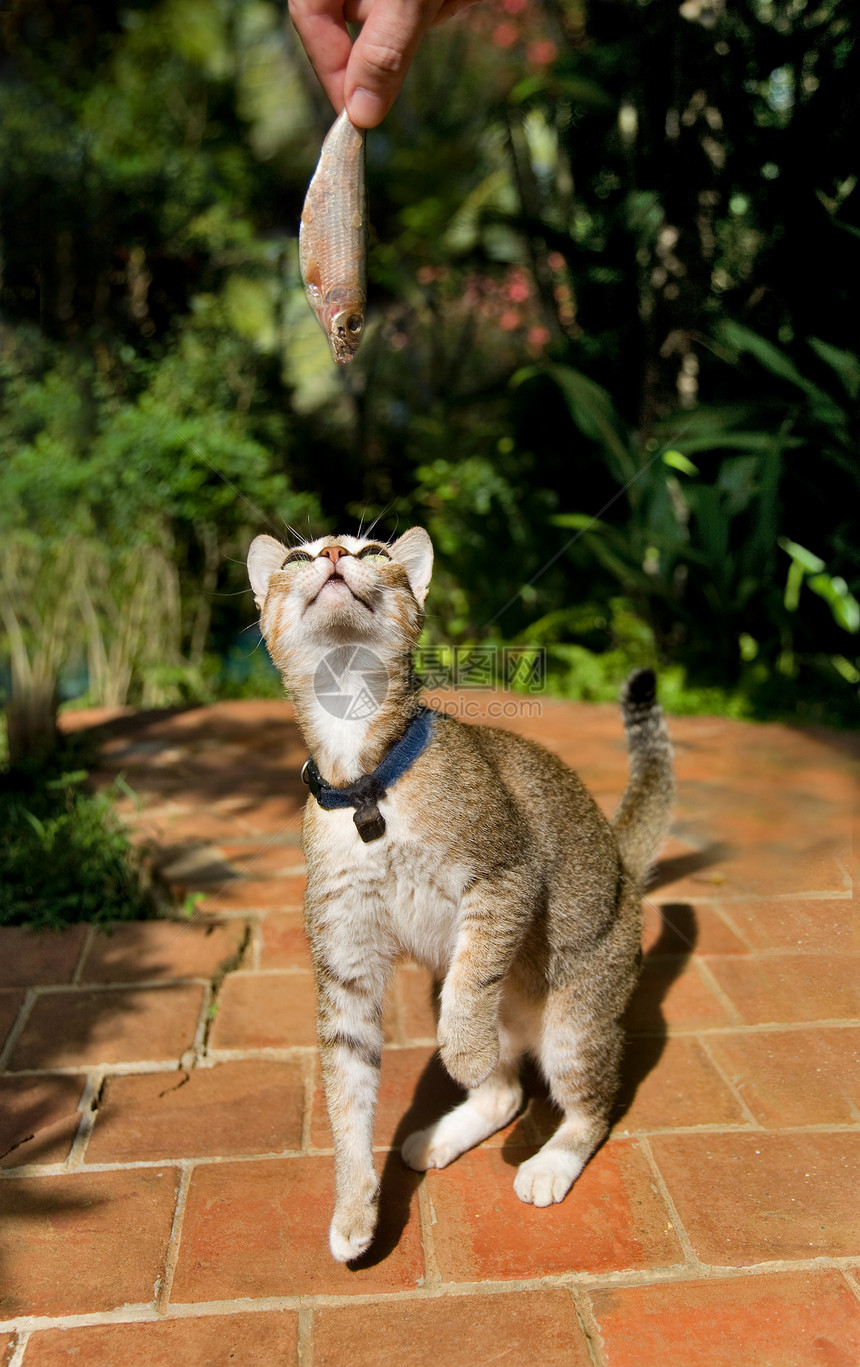 男人向猫提供新鲜的沙丁鱼图片