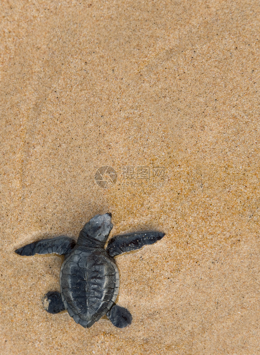 特写婴儿的洛格海龟Logggerhead海龟孵化救援濒危野生动物生日热带爬虫泡沫动物毅力图片