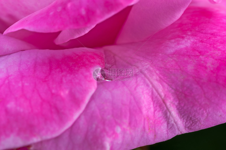 粉红玫瑰 花瓣上滴水 特写 宏观红色玫瑰香味香水粉色飞沫图片