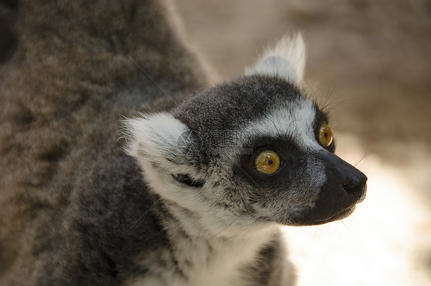 雷穆尔卡塔Lemur Katta灰色白色黑色环尾荒野条纹灵长类哺乳动物眼睛卡塔图片