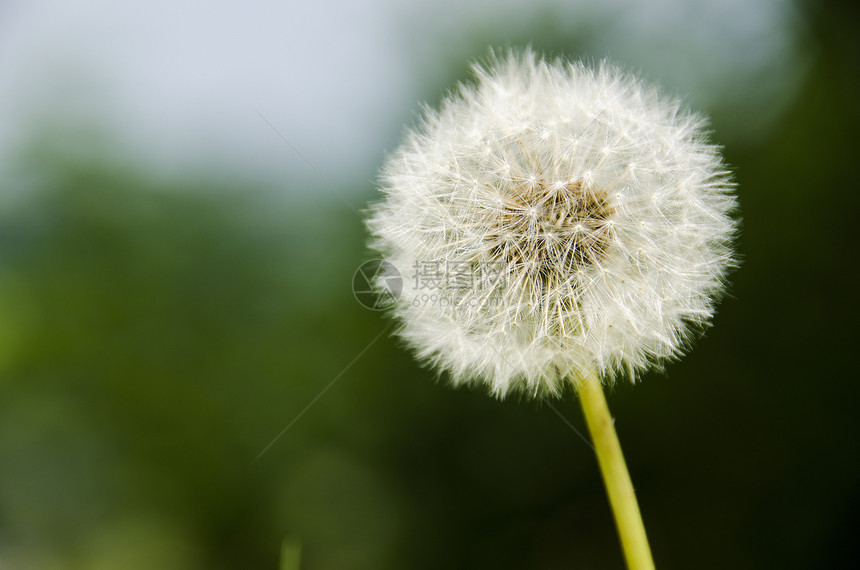 时钟宏观种子头降落伞杂草野花白色种子植物群植物图片