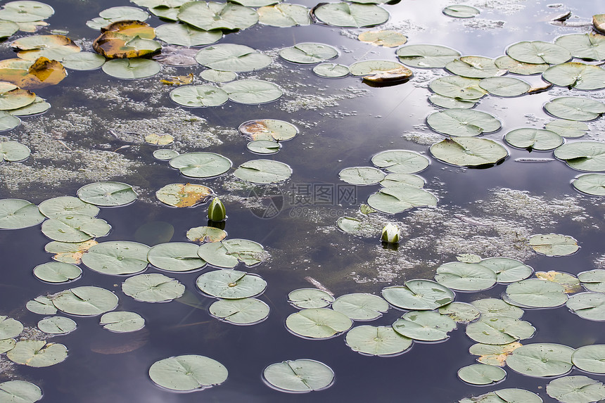 带白花的Lily水图片