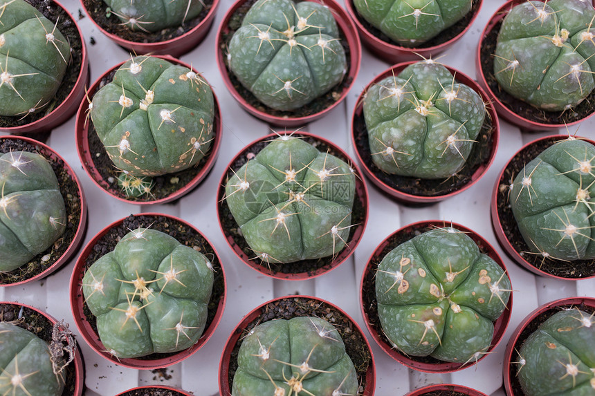 托儿所中的仙人掌苗圃植物绿色花园农业图片