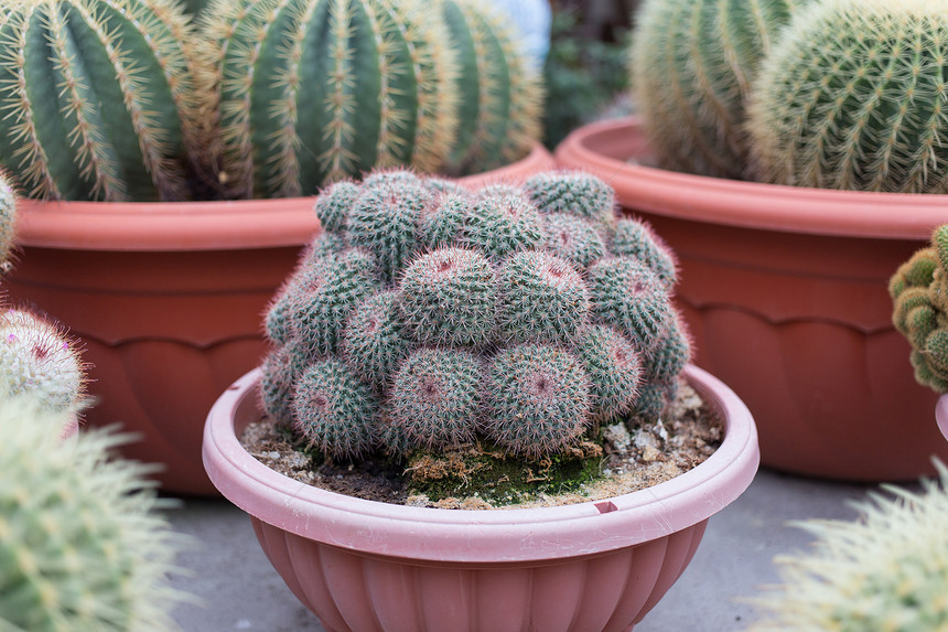 托儿所中的仙人掌农业绿色花园苗圃植物图片