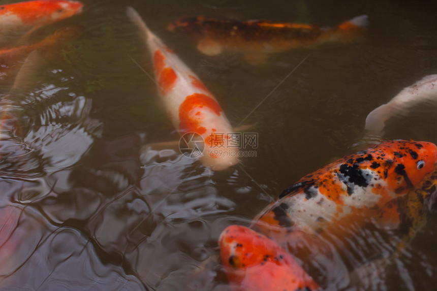 鲜花多彩的科伊鱼水池游泳宠物锦鲤图片