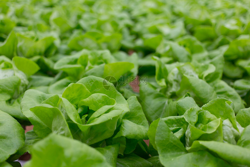 植物类蔬菜医学生长植物饮食叶子沙拉菜园医疗食物健康饮食图片