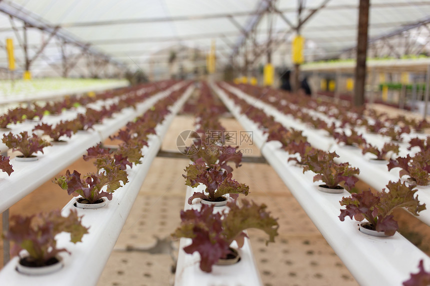 植物类蔬菜温室绿色沙拉医疗保健植物食物饮食树叶生长图片