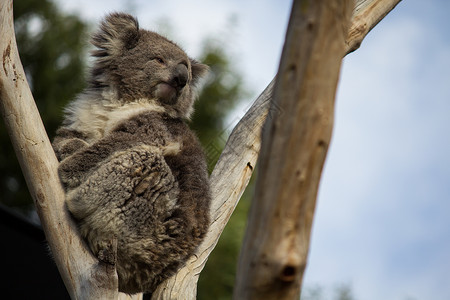 科阿拉桉树睡眠食物动物叶子考拉荒野濒危野生动物拥抱高清图片