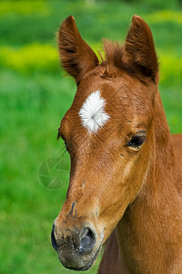 提高警惕年轻马匹肖像棕色意图农场家畜活力绿色警惕城市哺乳动物草地背景
