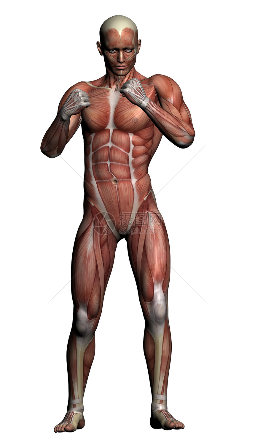 人体解剖男性肌肉解剖学男士保健医疗教育科学插图医学绘画生物学图片