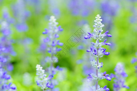 蓝沙拉花园画幅薰衣草智者花朵植物花坛紫色绿色背景图片