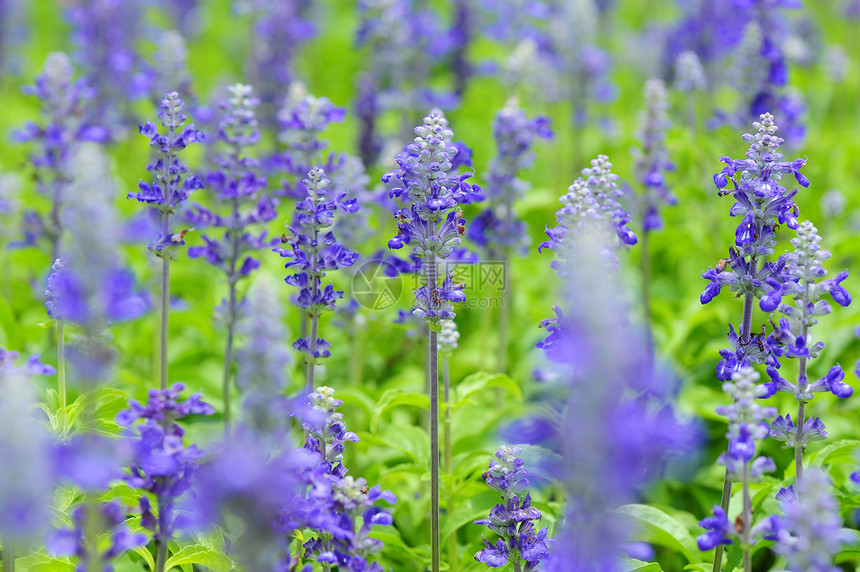 蓝沙拉花园花朵花坛植物绿色紫色画幅智者薰衣草图片