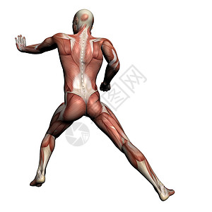 肌肉发达人体解剖男性肌肉生物学医学科学解剖学医疗男士教育绘画保健插图背景