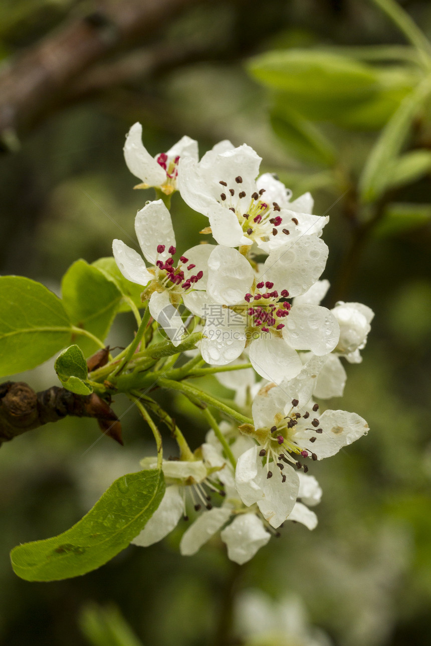 梨花花季节宏观绿色植物雌蕊植物群季节性生长花粉白色图片