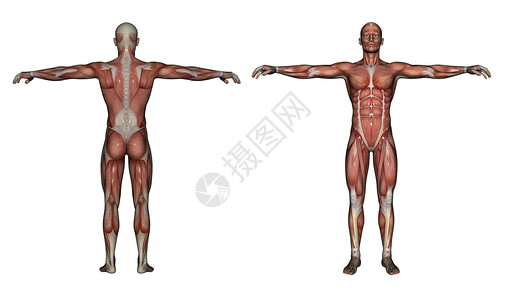 人体解剖男性肌肉科学医疗教育手雕插图解剖学保健医学生物学男士背景图片