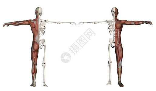 一个肌肉和骨骼的人的人体躯体生物学绘画手雕医疗女性教育男士医学解剖学插图背景