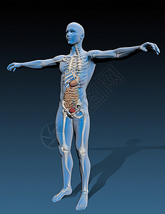 人体形态素材内机关的人体体医学颈部健康系统生物学形态科学解剖学躯干图像背景