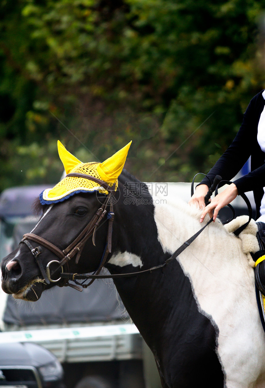 选美马骑赛比赛马具良种运动马术动物缰绳房子图片