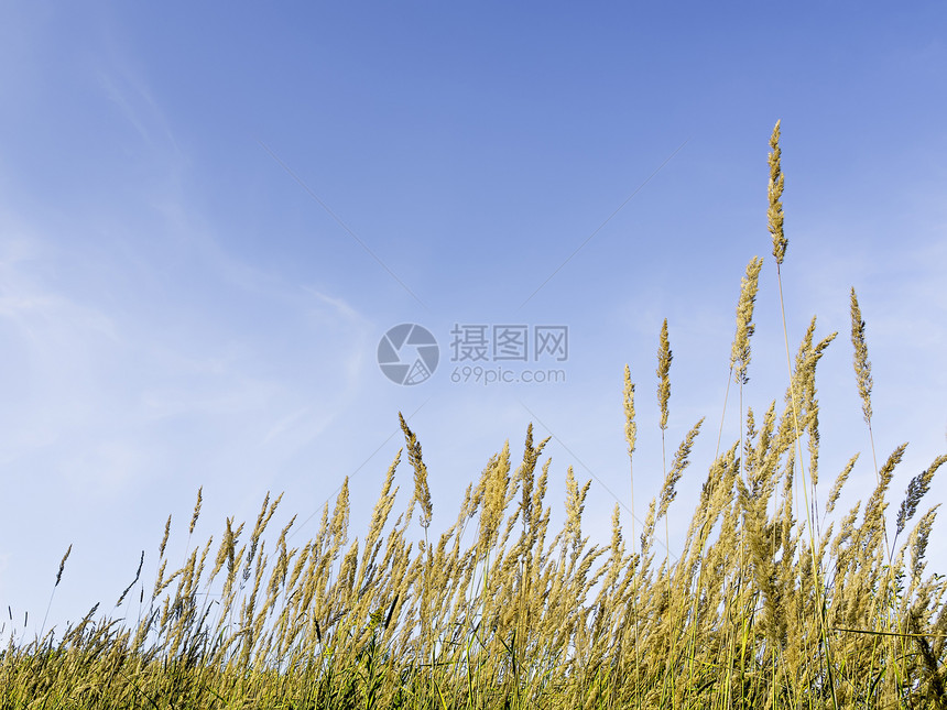 青草和蓝天空图片