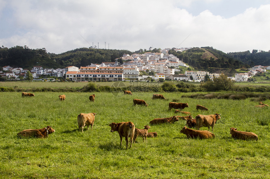 在Odeceixe吃草的牛棕色爬坡海岸动物风景奶牛农村绿色村庄草地图片