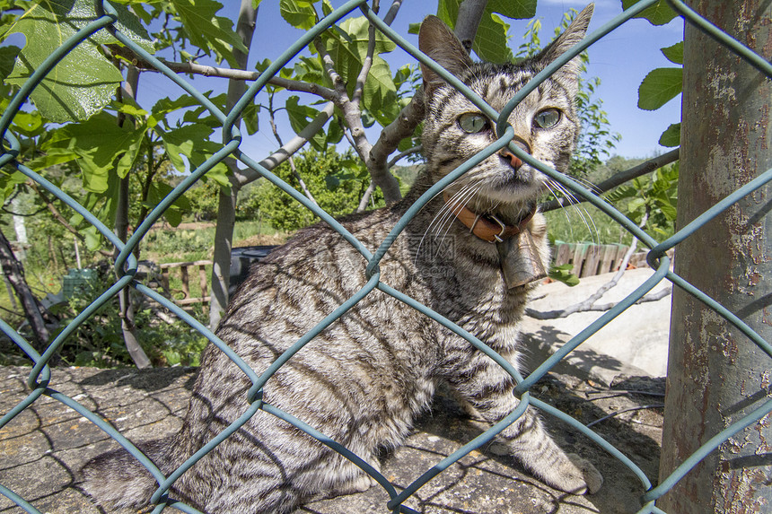 在围栏后面的猫猫图片