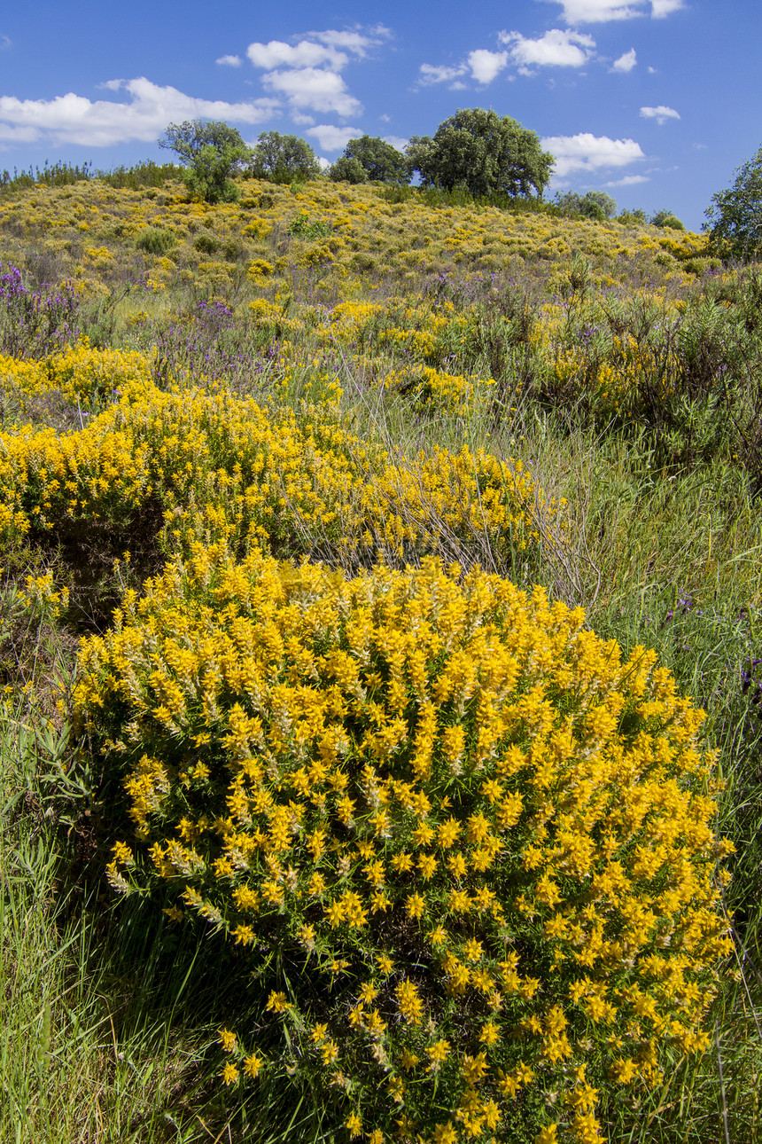 春月时有黄树丛的阿尔加多乡村山丘灌木丛丘陵花朵黄色山坡蓝色植被风景白色天空图片