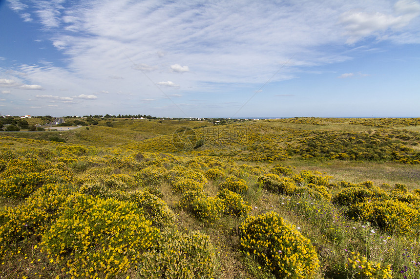 春月时有黄树丛的阿尔加多乡村山丘丘陵黄色蓝色山坡风景白色植被灌木丛花朵天空图片
