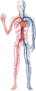 血液流通插图主动脉心脏静脉肌肉动脉解剖学有机风器官医疗插画