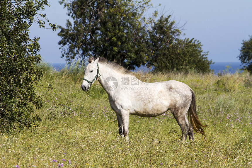 农村田野中白马匹白色土地乡村牧场树木风景草地国家农田动物图片