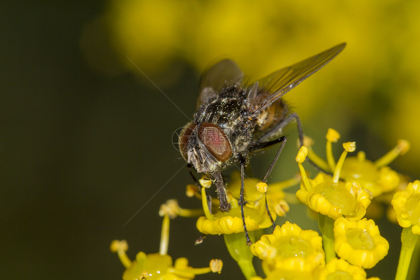 常见苍蝇昆虫身体黄色动物群野生动物漏洞害虫宏观翅膀动物图片